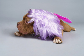 Vista frontal de uma fada de cachorro cansada com peruca roxa deitada