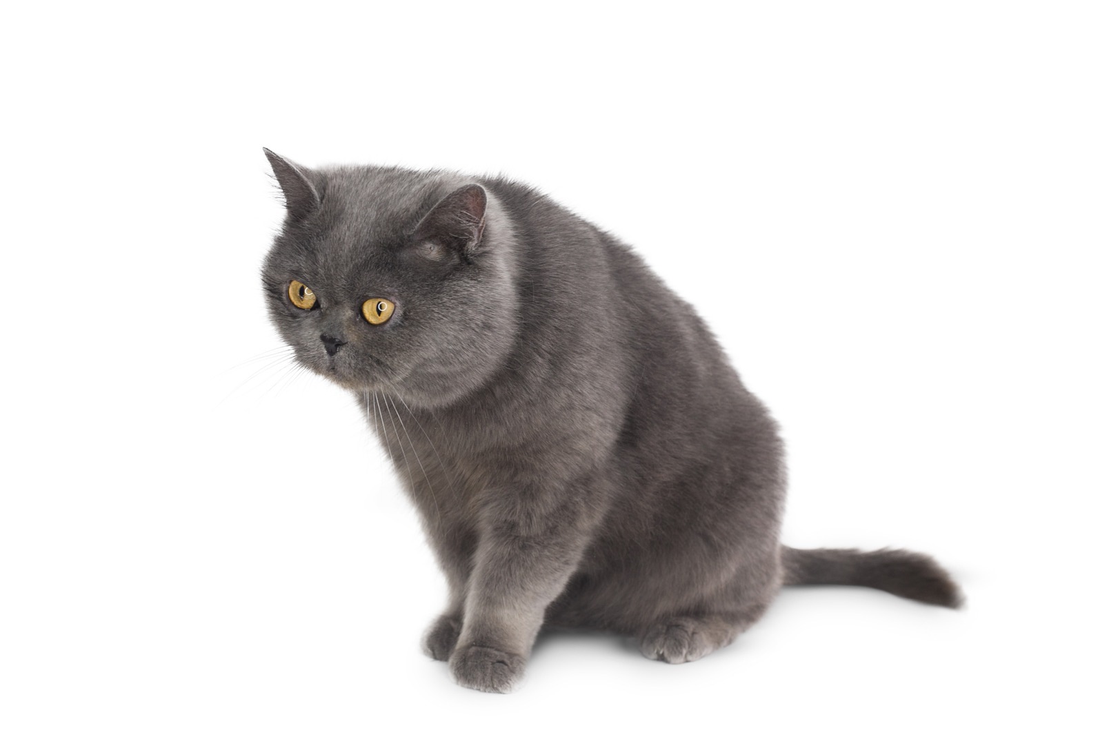 What a nice grey animal cat