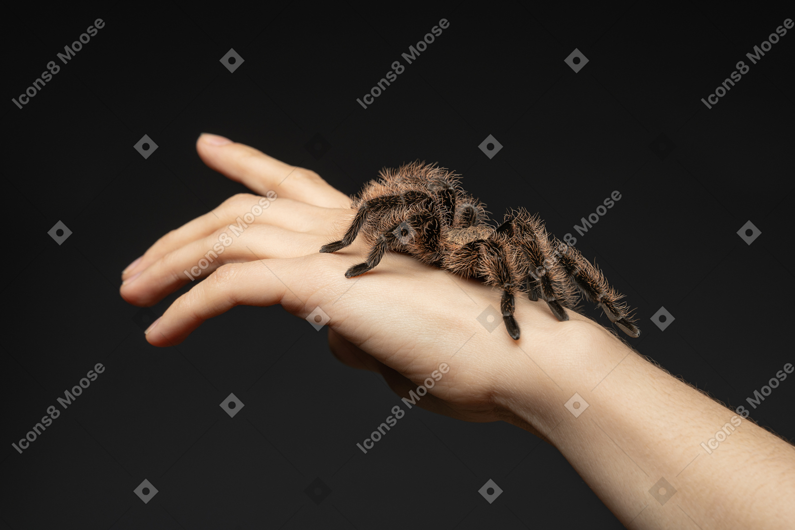 人間の手にクモ