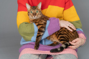 Un chat du bengale concentré sur quelque chose de curieux