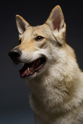 脇を見ているオオカミのような犬のクローズアップ