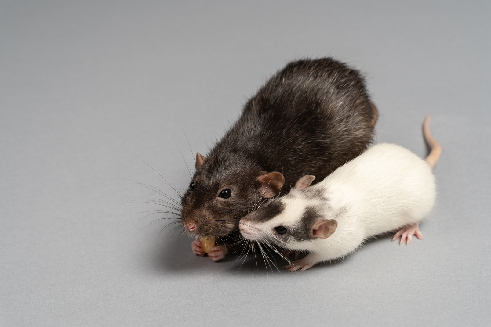 Black and white mice on grey background