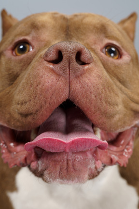 Close-up de um bulldog marrom abrindo as mandíbulas e olhando para a câmera