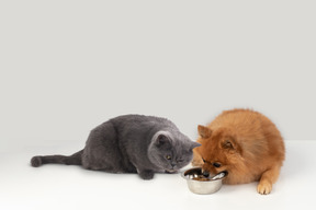 British shorthair and red spitz eating together