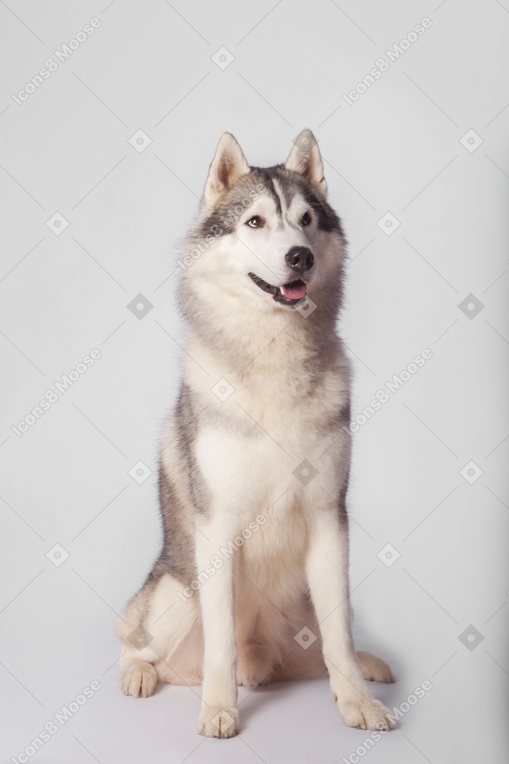 Perro ártico sentado