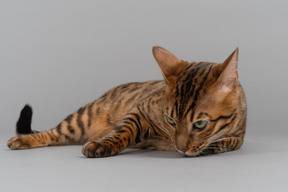 Sniffing bengal cat