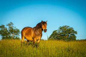 Animaux