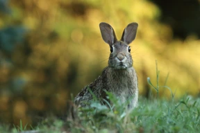 Animales