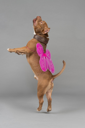 Dog with butterfly wings jumping