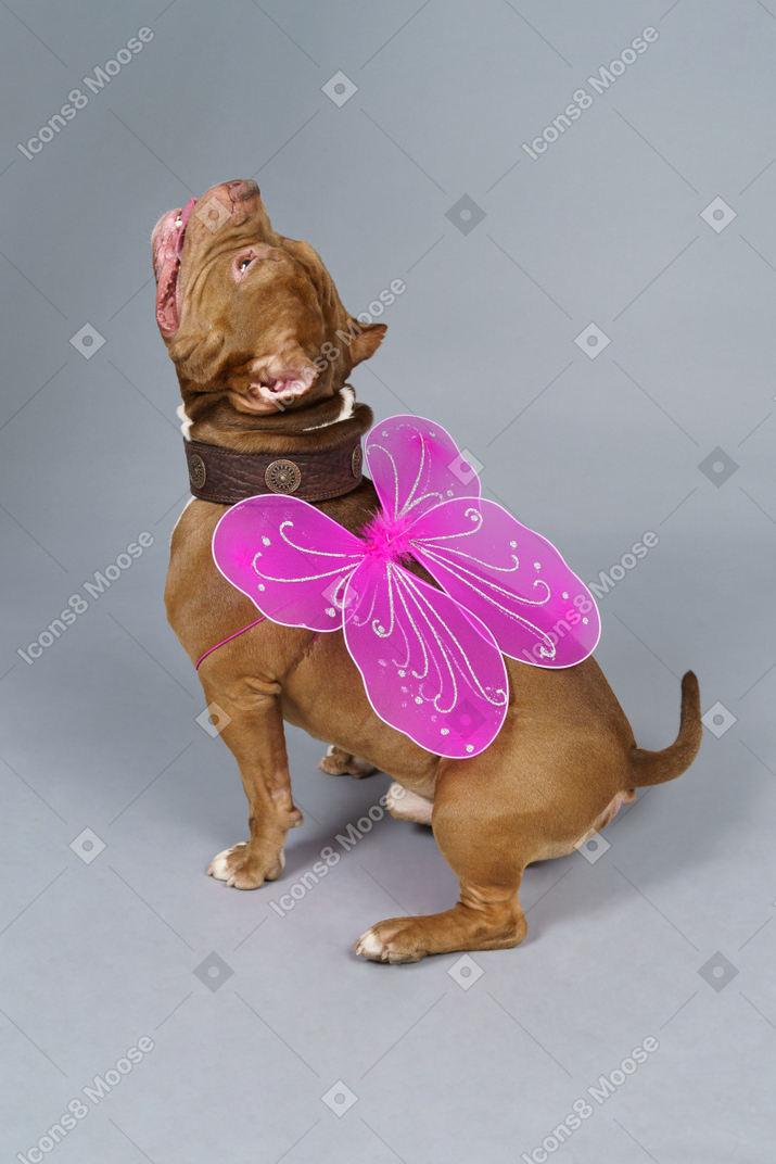 Full-length of a dog fairy with pink wings looking up
