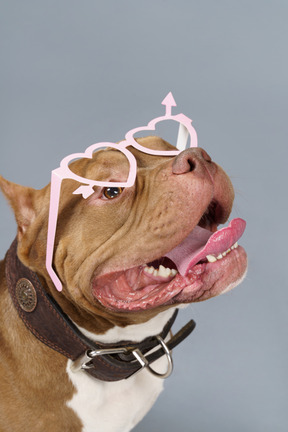 Close-up of a brown bulldog in pink heart glasses looking aside