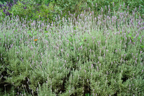 Background of wild flowers