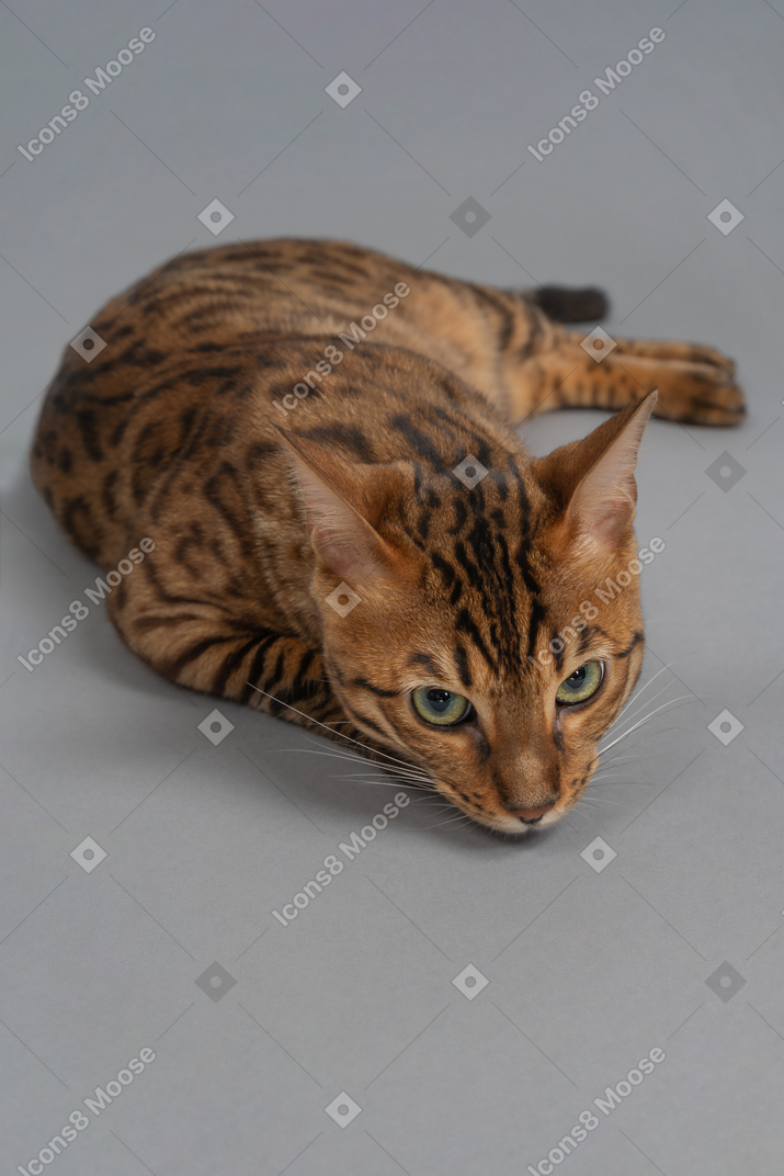 Bengal cat watching you suspiciously