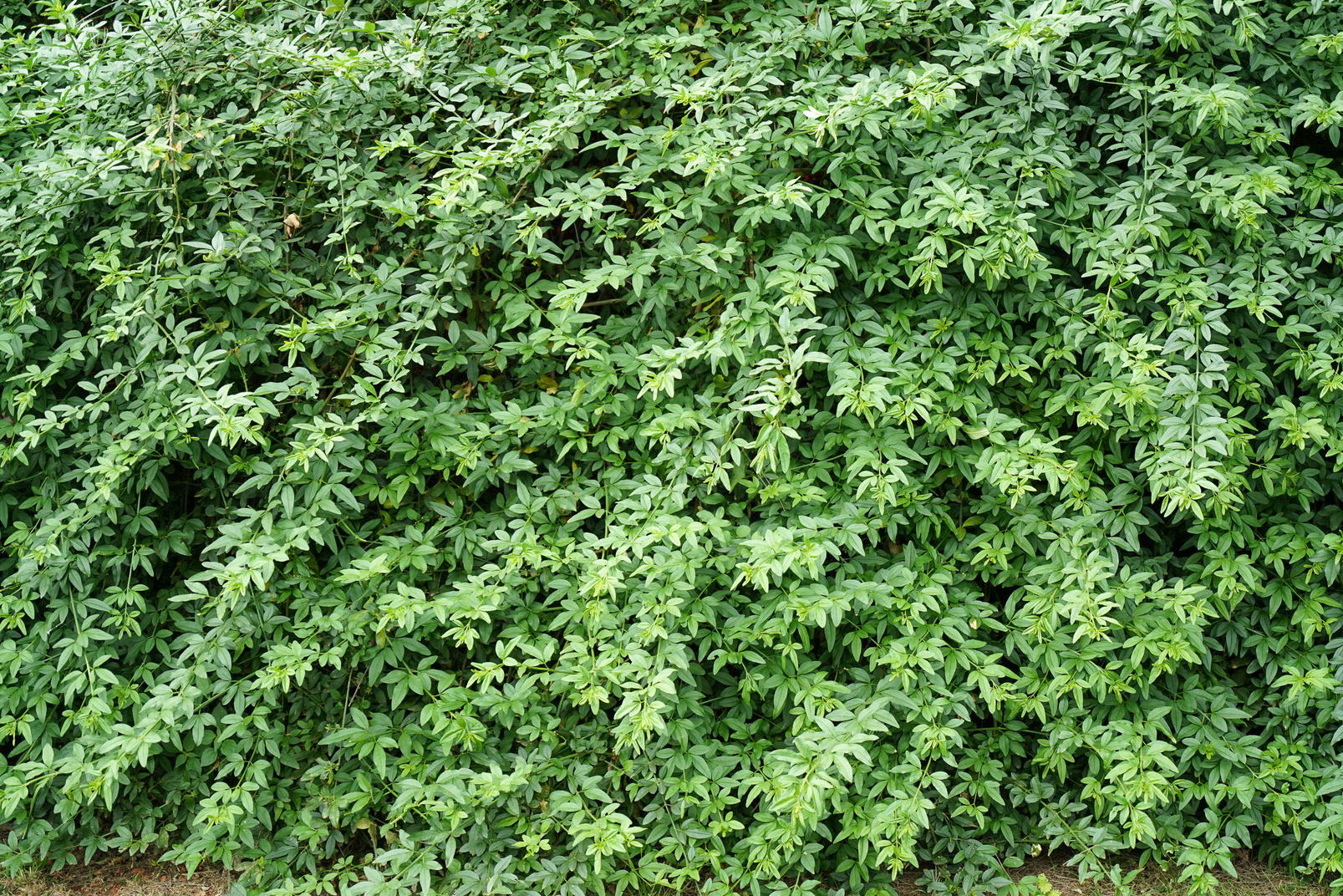 Green bush's leaves