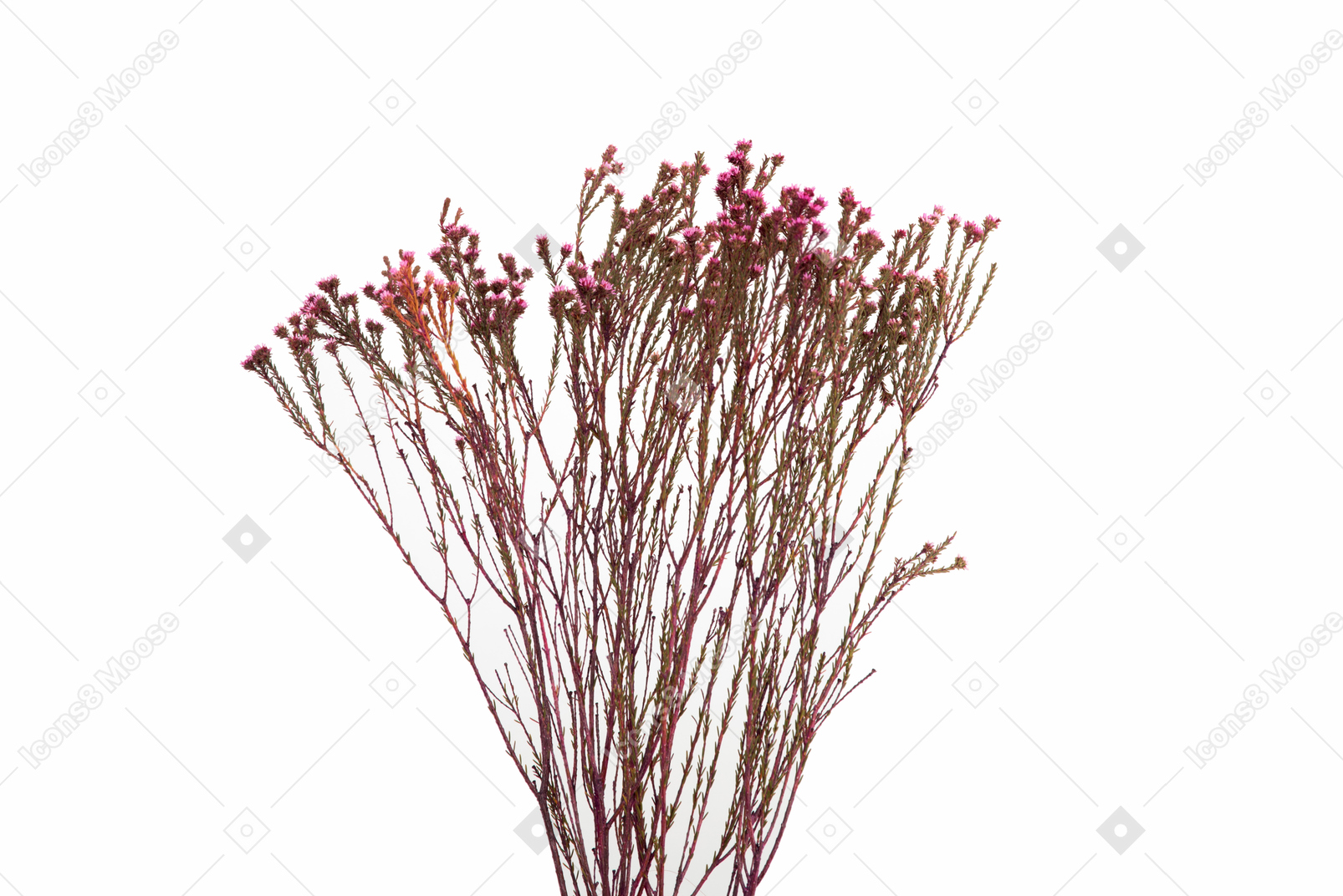 Red dried flowers