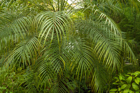 Green plants 'place ist ein großartiger ort zum spazierengehen