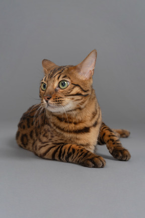 Distracted bengal cat