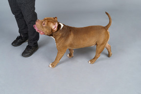 Full-length of a bulldog walking near his master