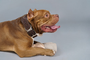 Seitenansicht einer braunen bulldogge mit einem spielzeughasen, der beiseite schaut