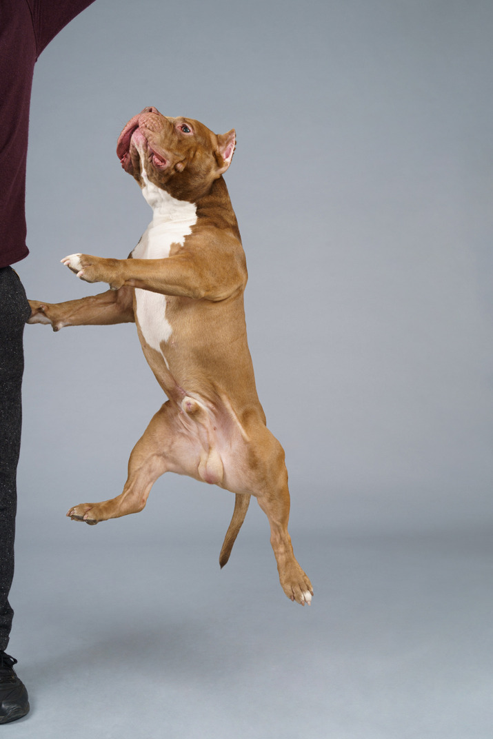 Full-length of a bulldog jumping high