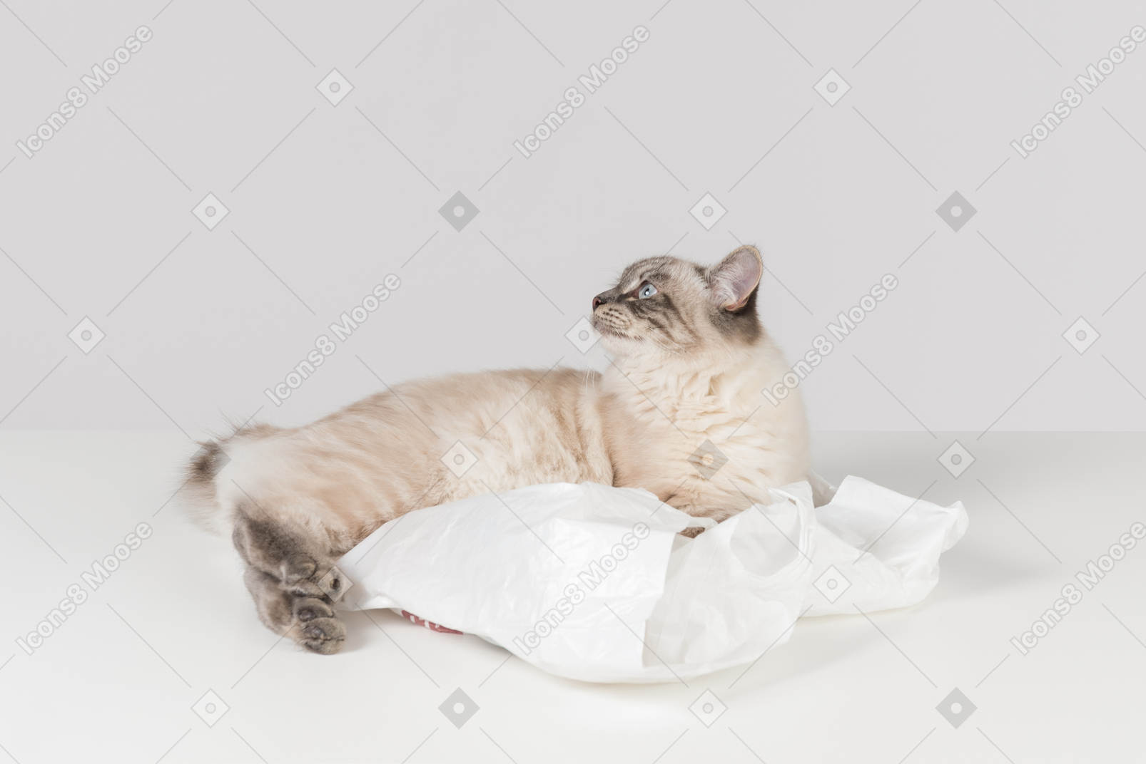 White-brownish ragdoll cat, lying on a white plastic bag