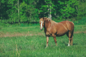 La Nature