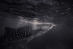 Animales