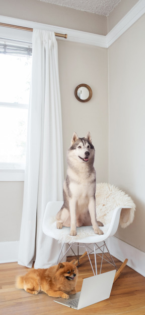 A big dog sitting on a chair and a small dog looking at a laptop