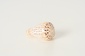 Sea shell on a white background