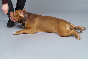 Vue latérale d'un bulldog brun couché sentant la main du maître