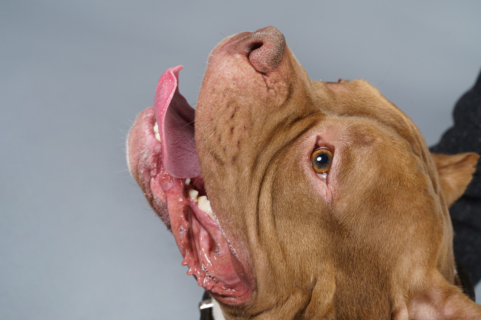 Close-up a brown bulldog showing tongue and looking up