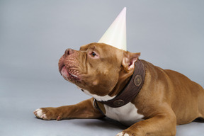 Vista laterale di un bulldog marrone in un collare per cani e berretto che osserva da parte