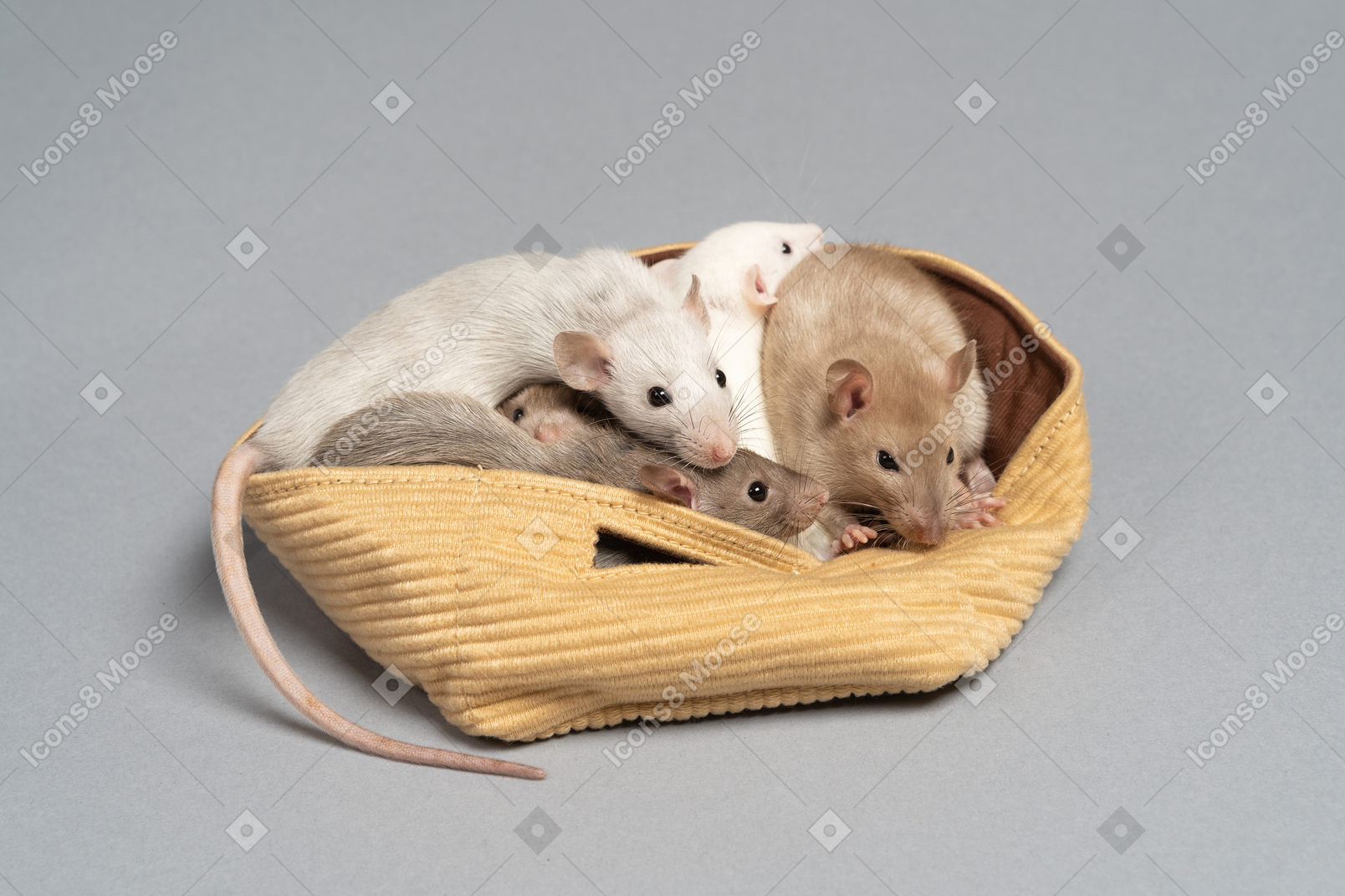 A bunch of cute mice sitting in a yellow bag