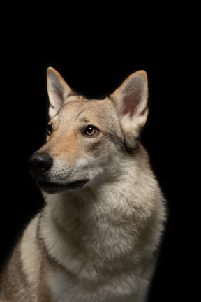 Deutscher schäferhund schaut aufmerksam zur seite