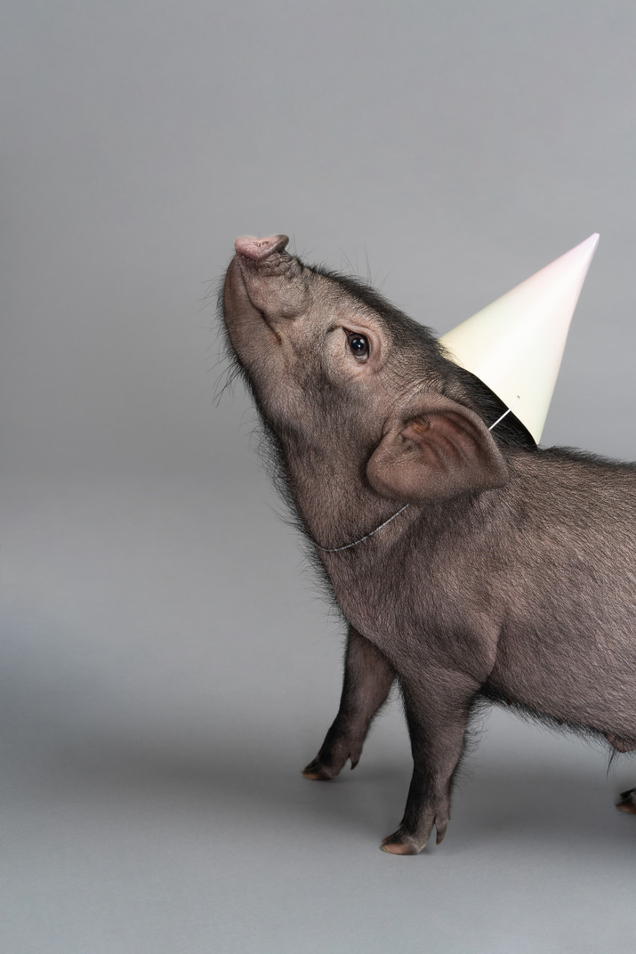 Cute miniature pig with a party hat on its head