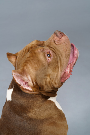 Close-up a brown bulldog raising head and looking up opening jaws