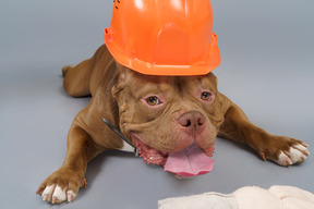 Close-up of a brown bulldog in orange helmet looking at camera