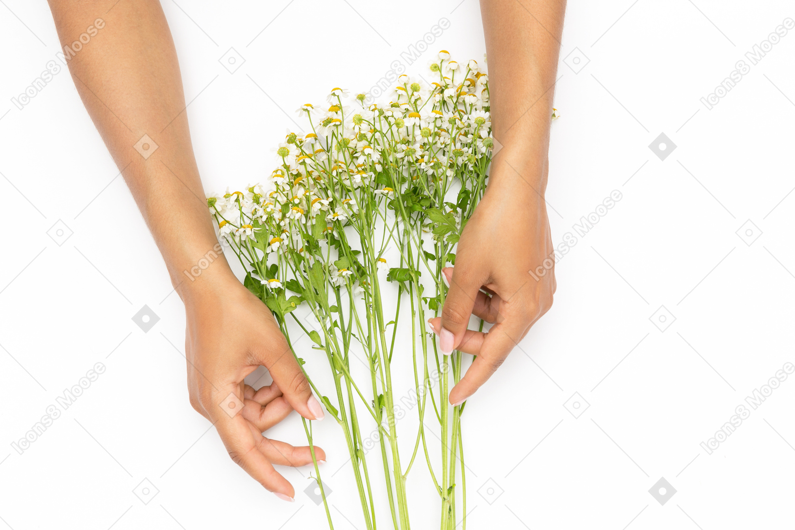 Female hands holding flower twig