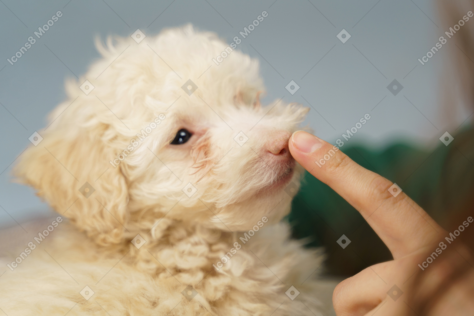 Close-up of a human hand pointing poodle's nose