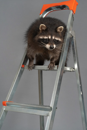 A very interested raccoon is watching from the top of stepladder