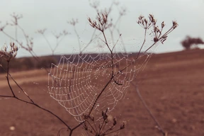 Naturaleza