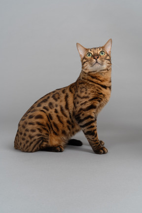 Eine sitzende bengalkatze