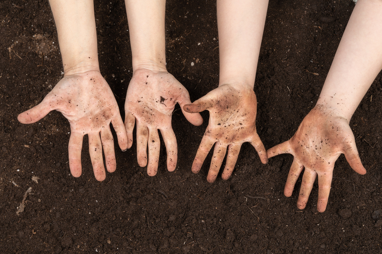 Dirty human hands after gardening