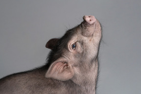 Cute miniature pig looking up