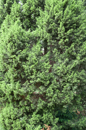 La beauté de la forêt est grande