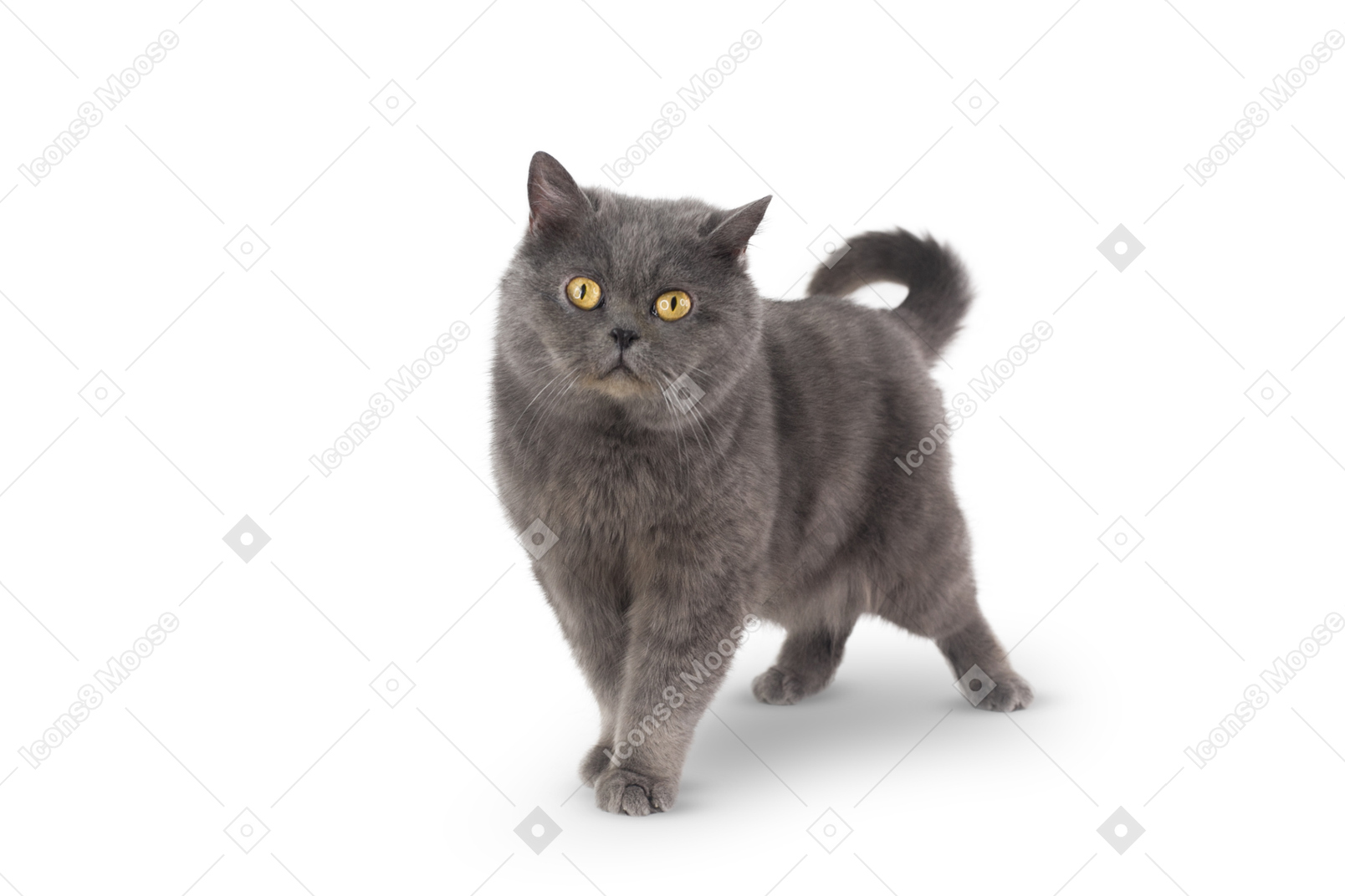 Gatto grigio