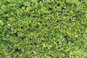 Carpet of green leaves