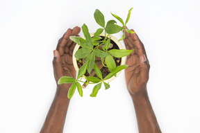 鍋に植物を保持している黒人男性の手