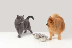 British shorthair and red spitz hanging around food bowls