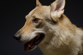 Close-up de um cachorro parecido com um lobo olhando para o lado